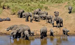 4-DAY LUXURY NORTHERN CIRCUIT SAFARI Tanzania travel package